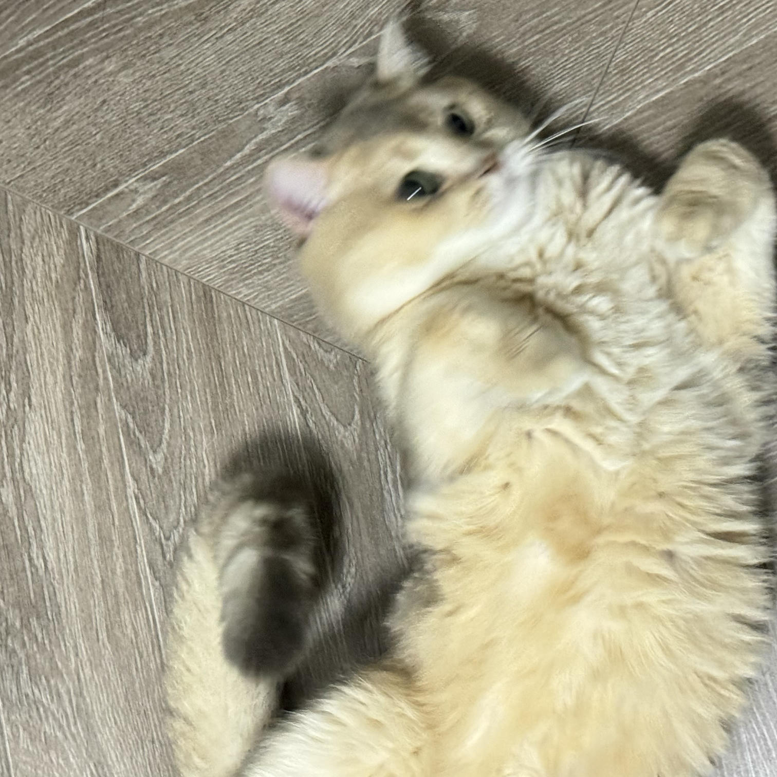 眼酱大魔王w NO.068 24年07月 Fantia 订阅 [41P4V-187MB]-2856245-🦁💕_第1集