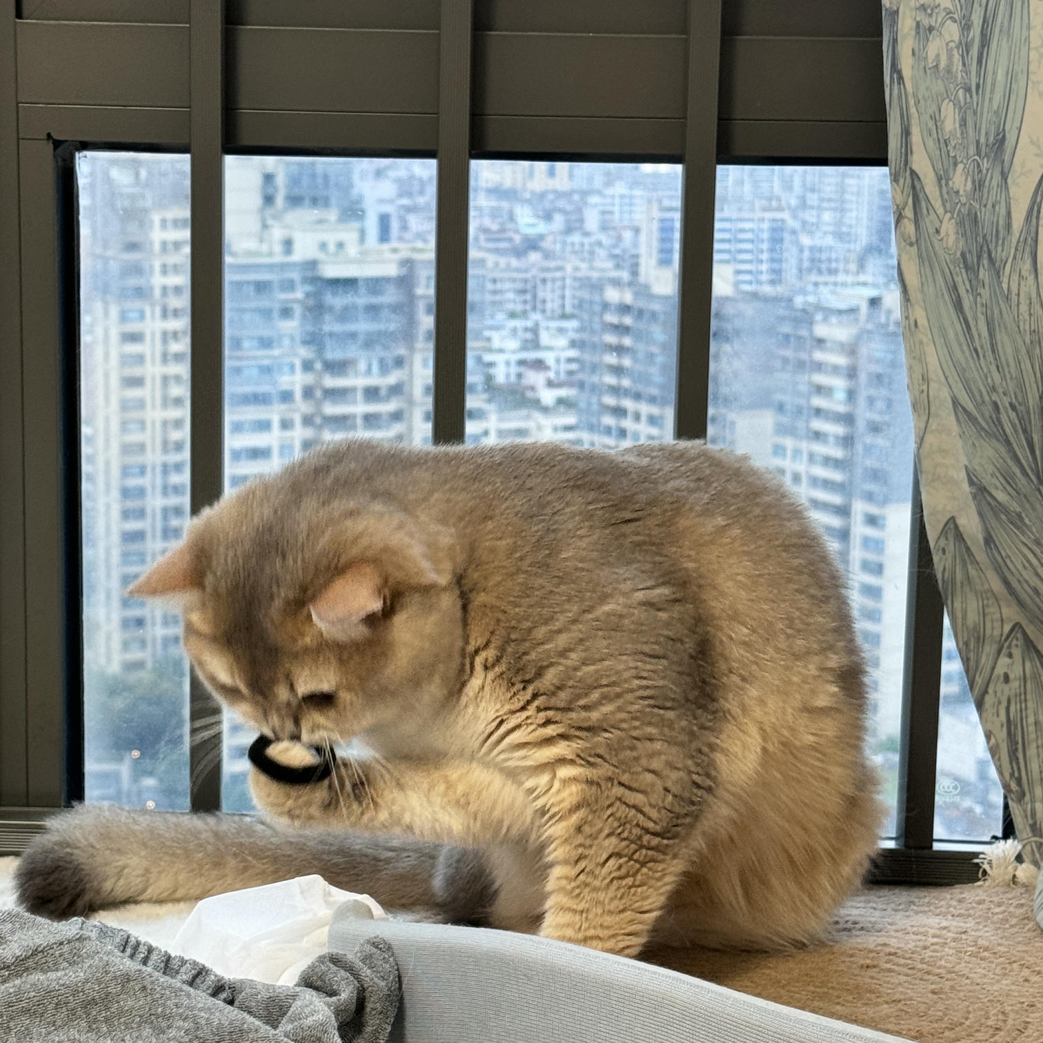 眼酱大魔王w NO.069 Fantia 24年6月合集(6期）[38P+6V／202MB]-2024_06_06_彼氏のシャツ👔-🦁💕_第1集