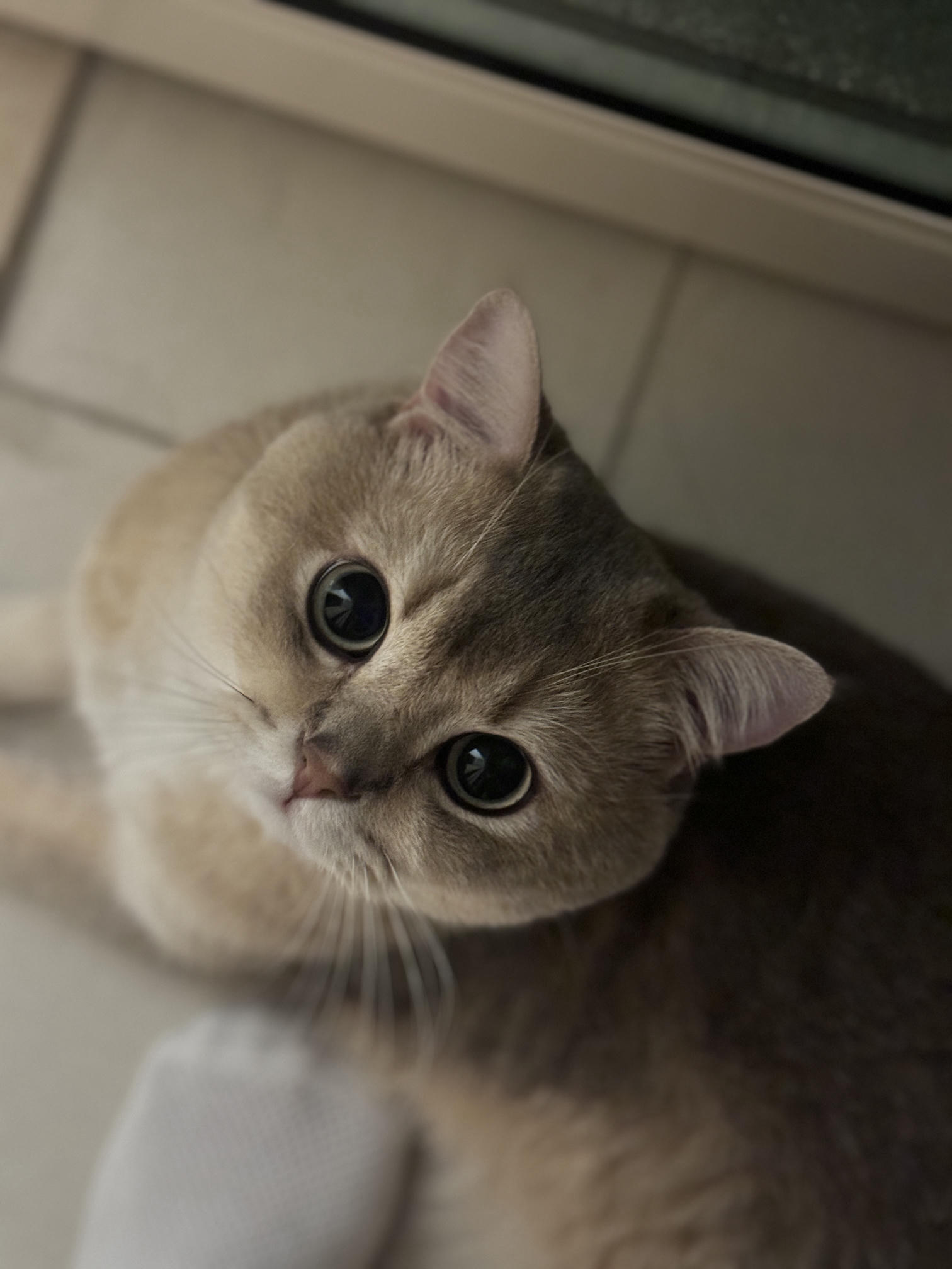 眼酱大魔王w NO.069 Fantia 24年6月合集(6期）[38P+6V／202MB]-2024_06_06_彼氏のシャツ👔-🦁💕_第1集