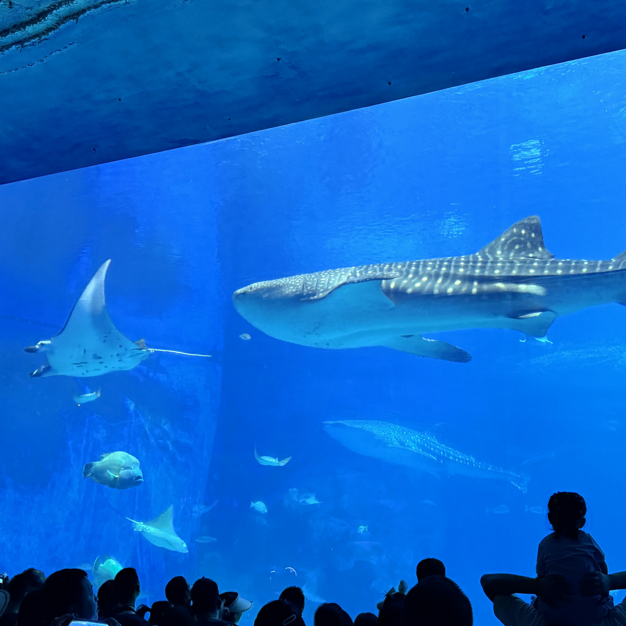 眼酱大魔王w NO.072 Fantia 2024年10月订阅 (6套)[43P-3V-131.9M]-2024.10.06 10月よろしく~♪ [15P]_第1集