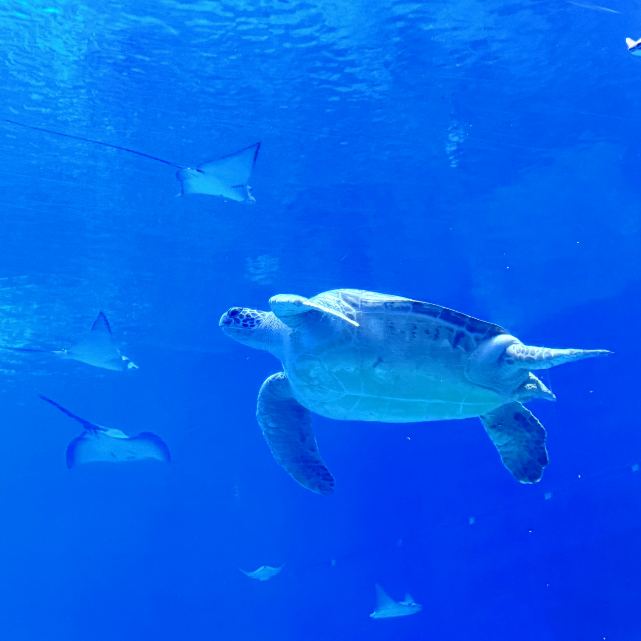 眼酱大魔王w NO.072 Fantia 2024年10月订阅 (6套)[43P-3V-131.9M]-2024.10.06 10月よろしく~♪ [15P]_第1集