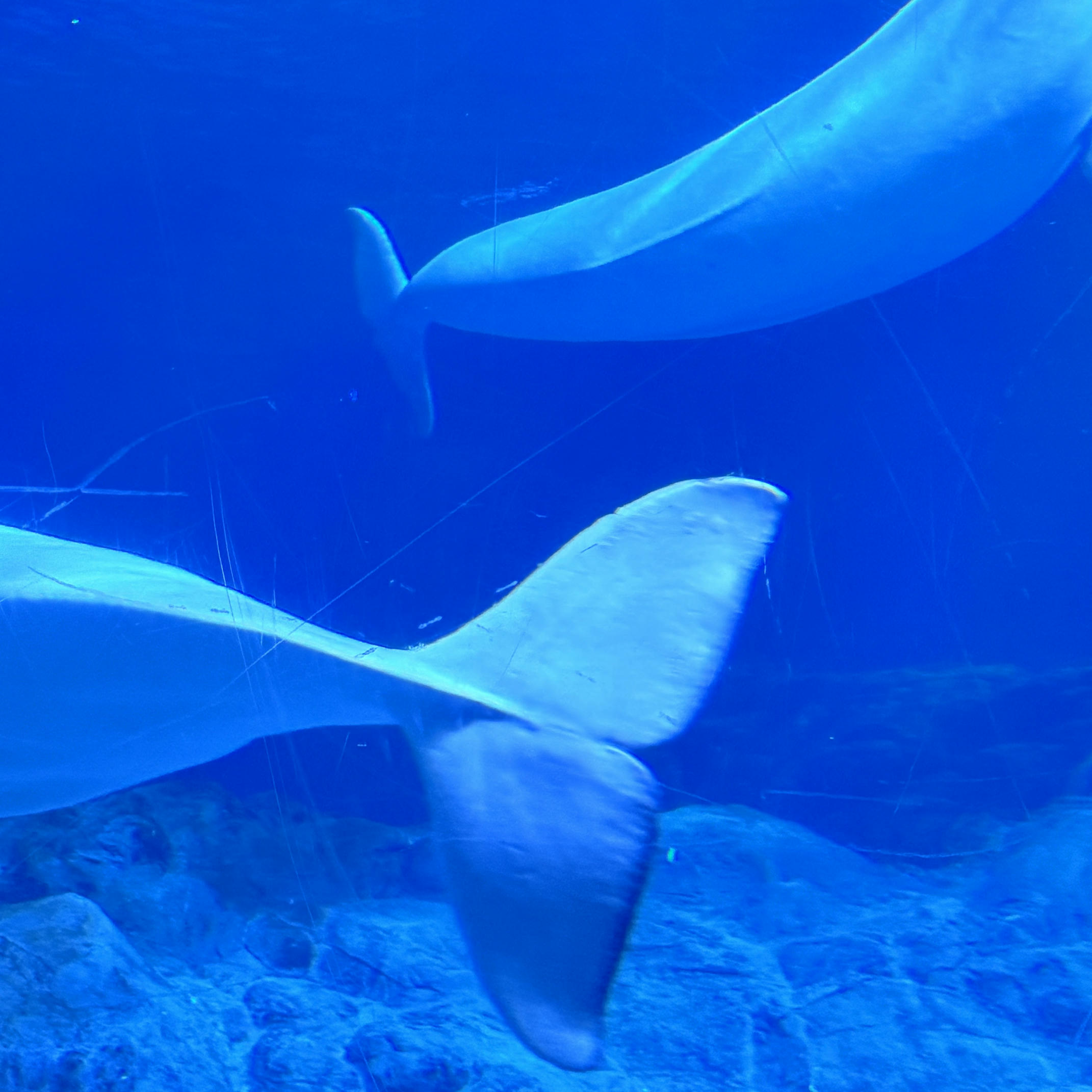 眼酱大魔王w NO.072 Fantia 2024年10月订阅 (6套)[43P-3V-131.9M]-2024.10.06 10月よろしく~♪ [15P]_第1集