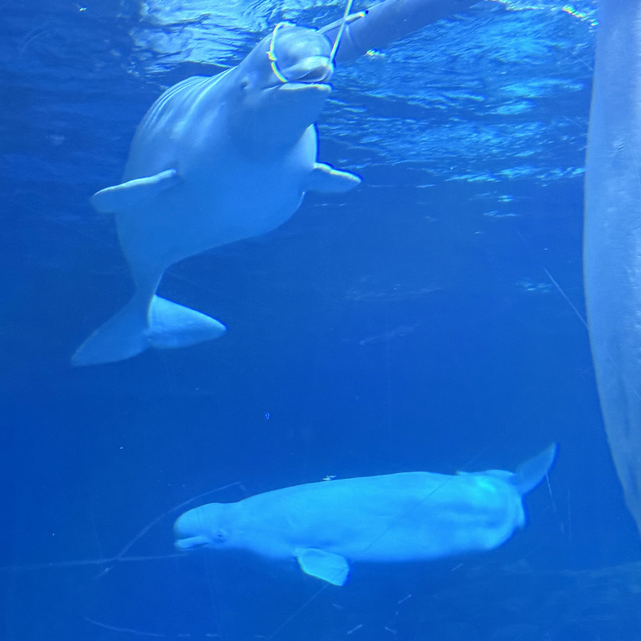 眼酱大魔王w NO.072 Fantia 2024年10月订阅 (6套)[43P-3V-131.9M]-2024.10.06 10月よろしく~♪ [15P]_第1集