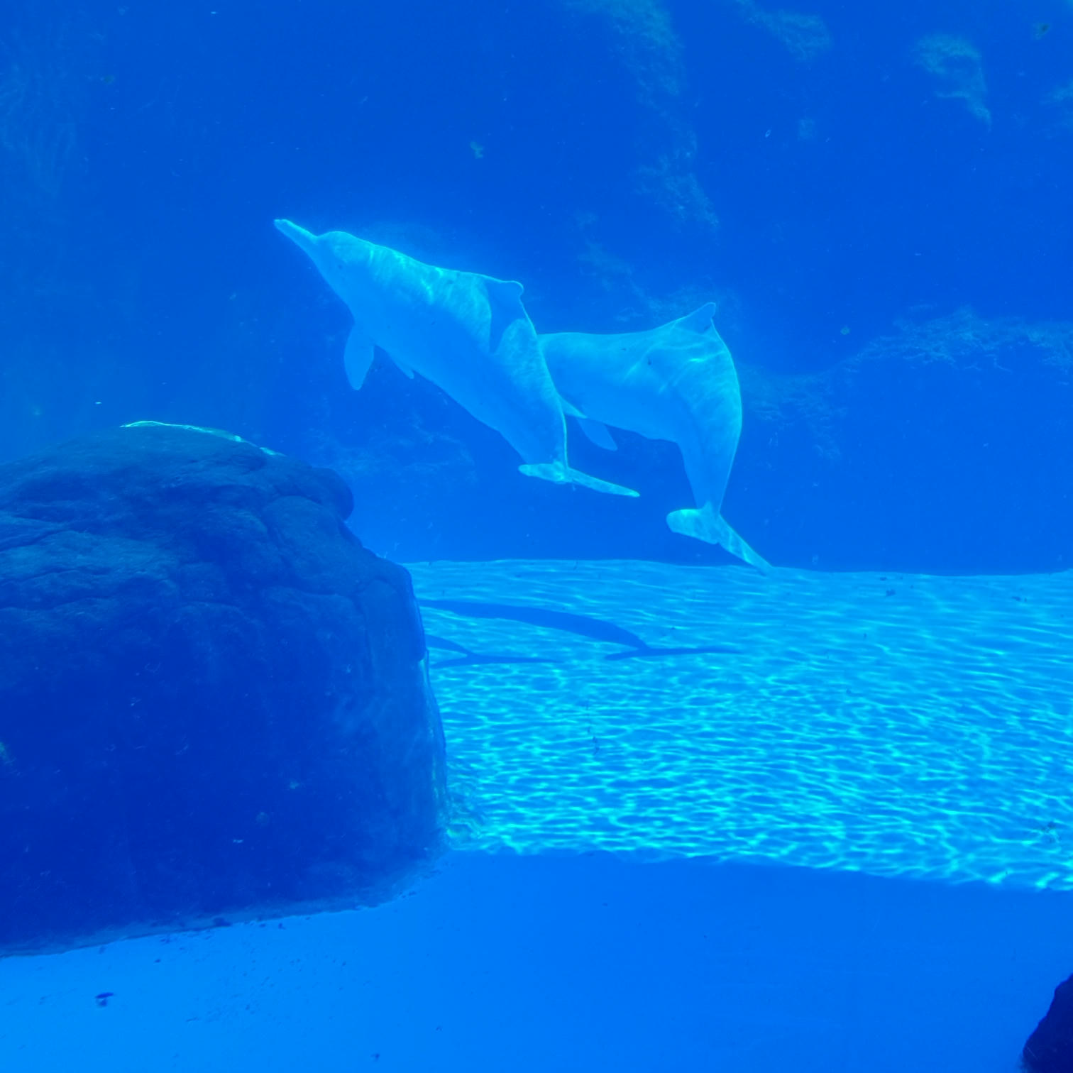 眼酱大魔王w NO.072 Fantia 2024年10月订阅 (6套)[43P-3V-131.9M]-2024.10.06 10月よろしく~♪ [15P]_第1集