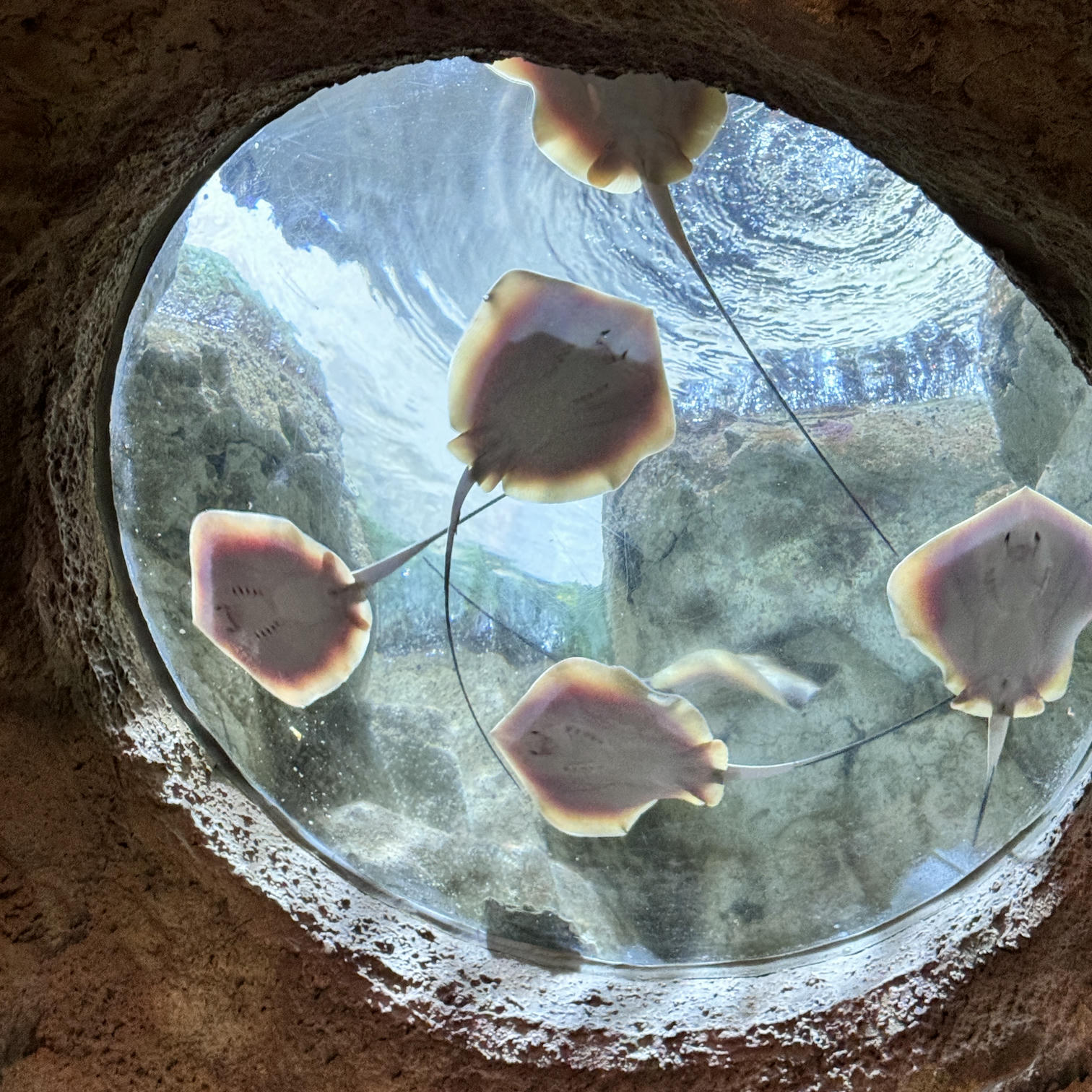 眼酱大魔王w NO.072 Fantia 2024年10月订阅 (6套)[43P-3V-131.9M]-2024.10.06 10月よろしく~♪ [15P]_第1集