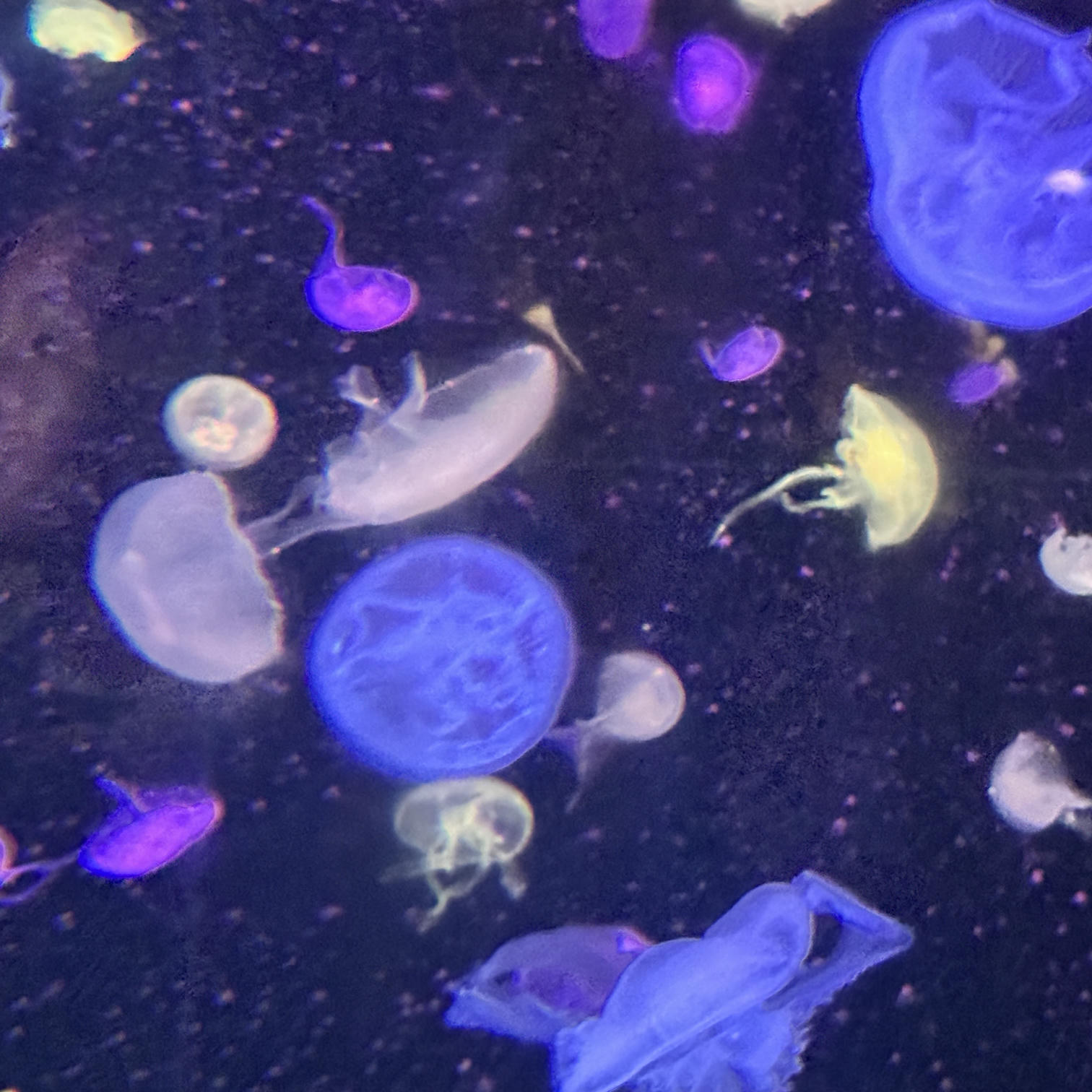 眼酱大魔王w NO.072 Fantia 2024年10月订阅 (6套)[43P-3V-131.9M]-2024.10.06 10月よろしく~♪ [15P]_第1集