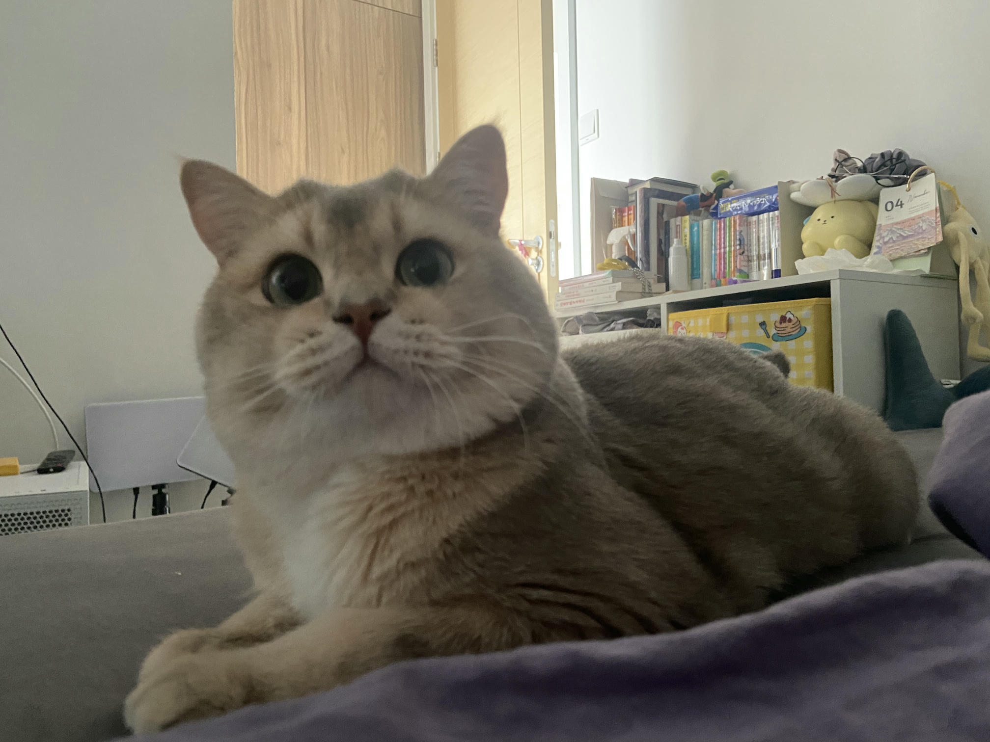 眼酱大魔王w NO.073 Fantia 2024年11月订阅 (6套)[33P 3V 135.7M]-3097294 [7P]_第1集