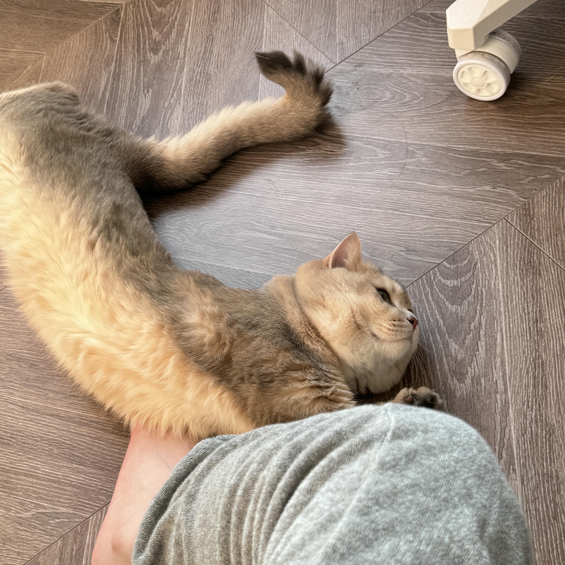 眼酱大魔王w NO.073 Fantia 2024年11月订阅 (6套)[33P 3V 135.7M]-3106101 [6P]_第1集