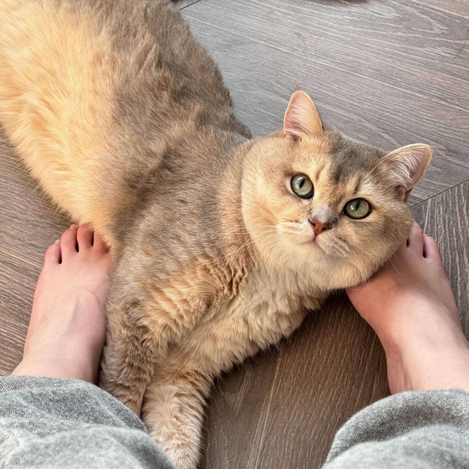 眼酱大魔王w NO.073 Fantia 2024年11月订阅 (6套)[33P 3V 135.7M]-3106101 [6P]_第1集