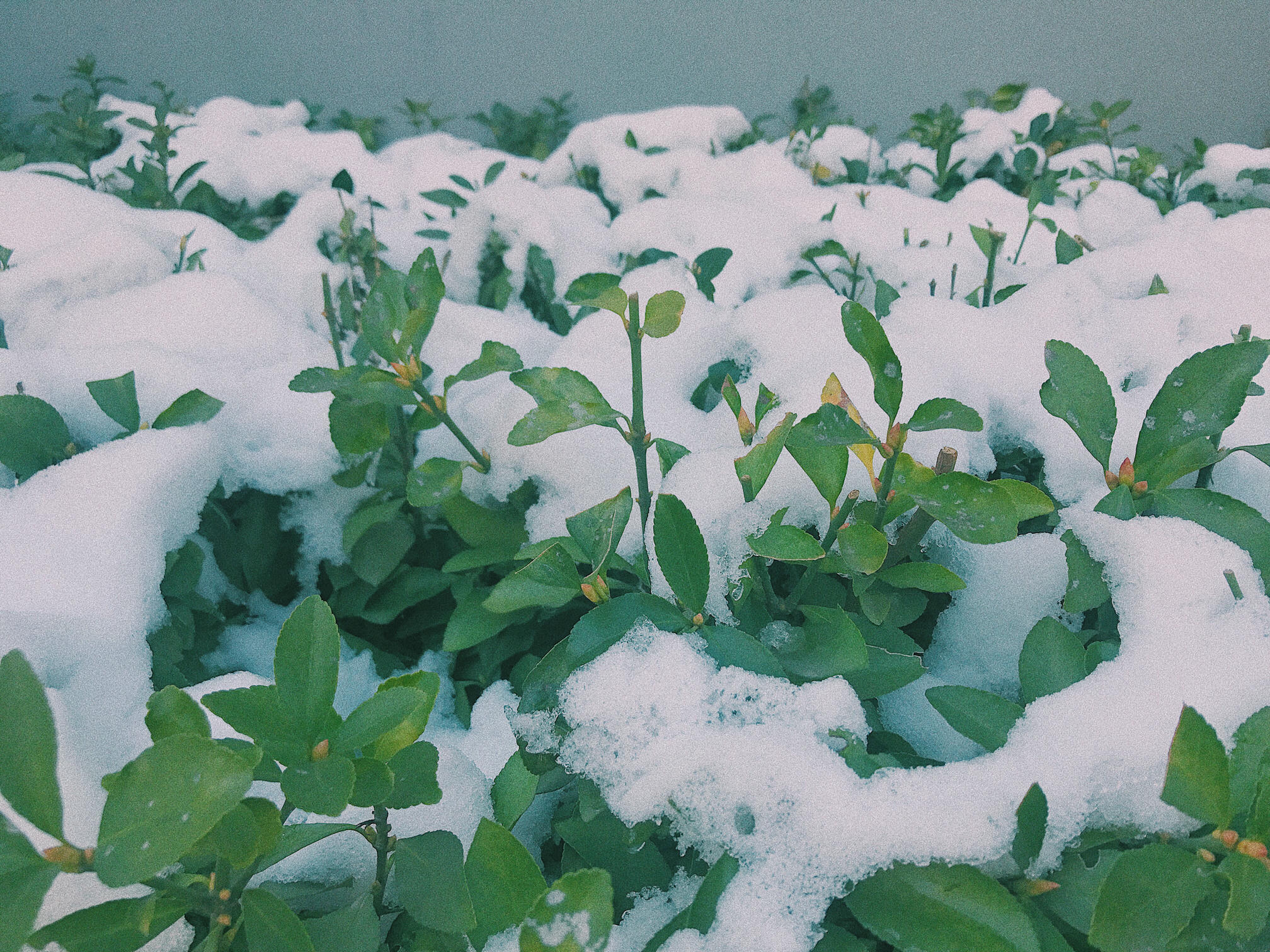 眼酱大魔王w 合集2 - 2-脸照和杂图_第7集