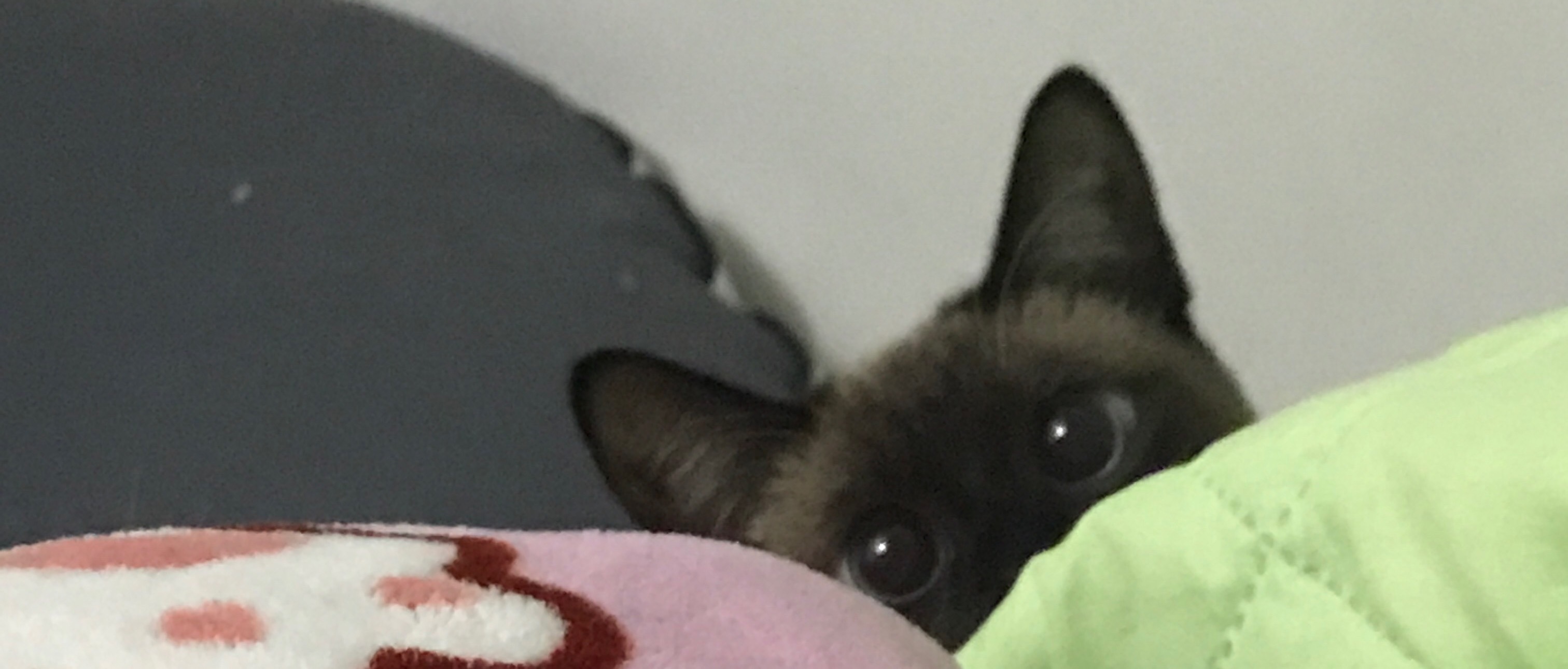 眼酱大魔王w 合集2 - 2-脸照和杂图_第12集