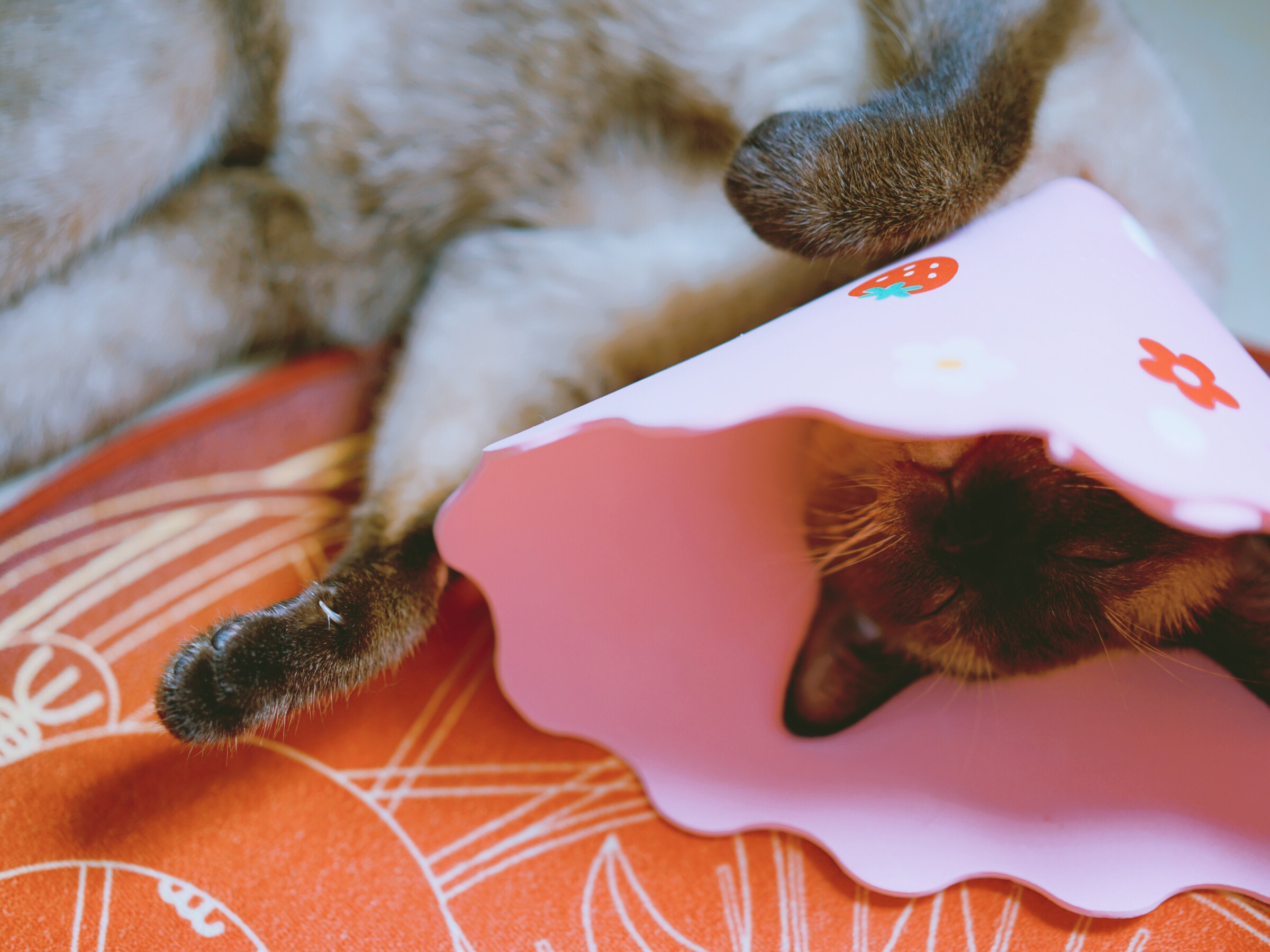 眼酱大魔王w 合集2 - 2-脸照和杂图_第13集