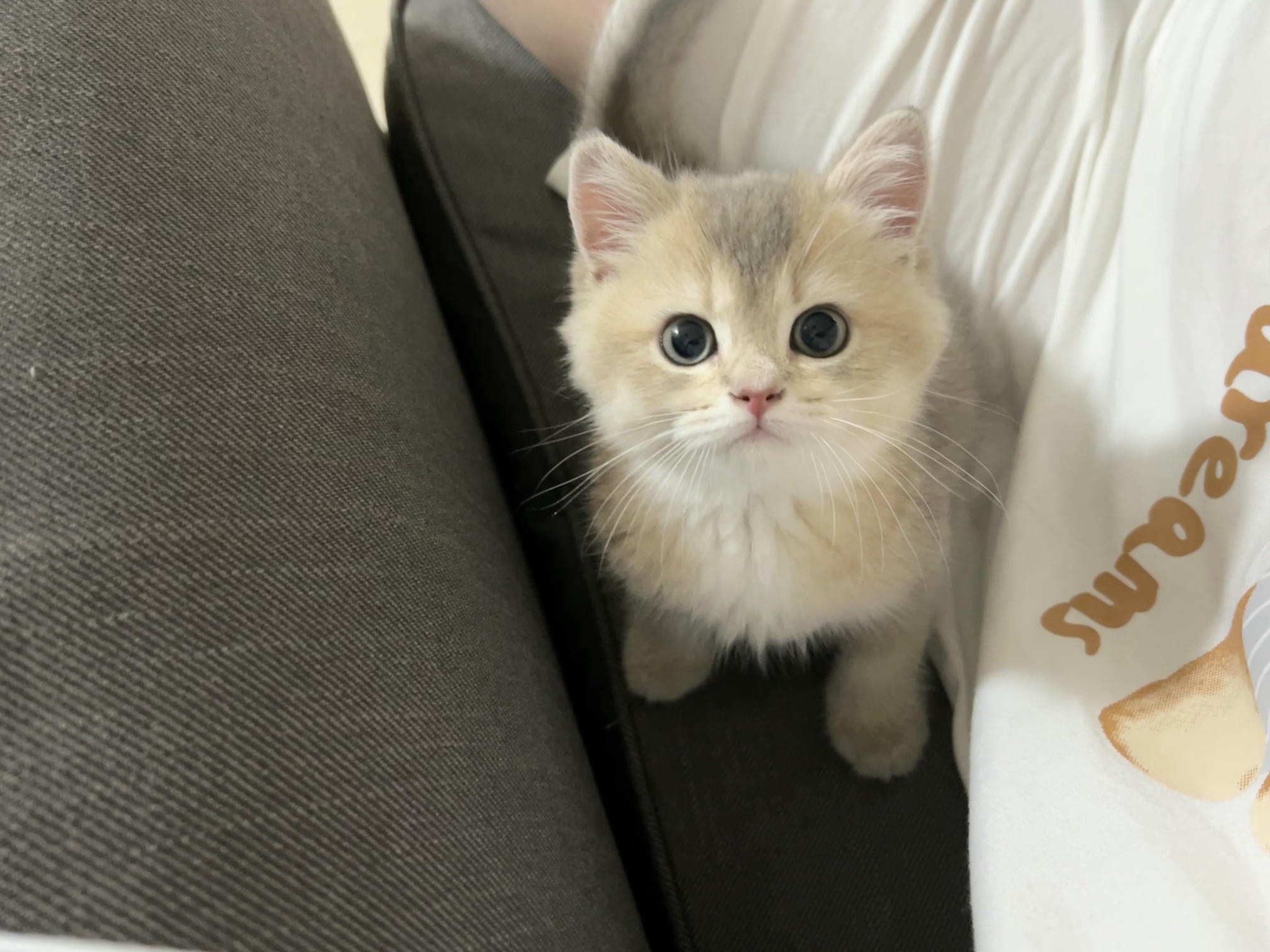 眼酱大魔王w NO.048 [Fantia] 04-08月合集 (17套) [90P8V-753MB]-2022-08-10 💋御姉感 [9P-56.52MB]_第1集