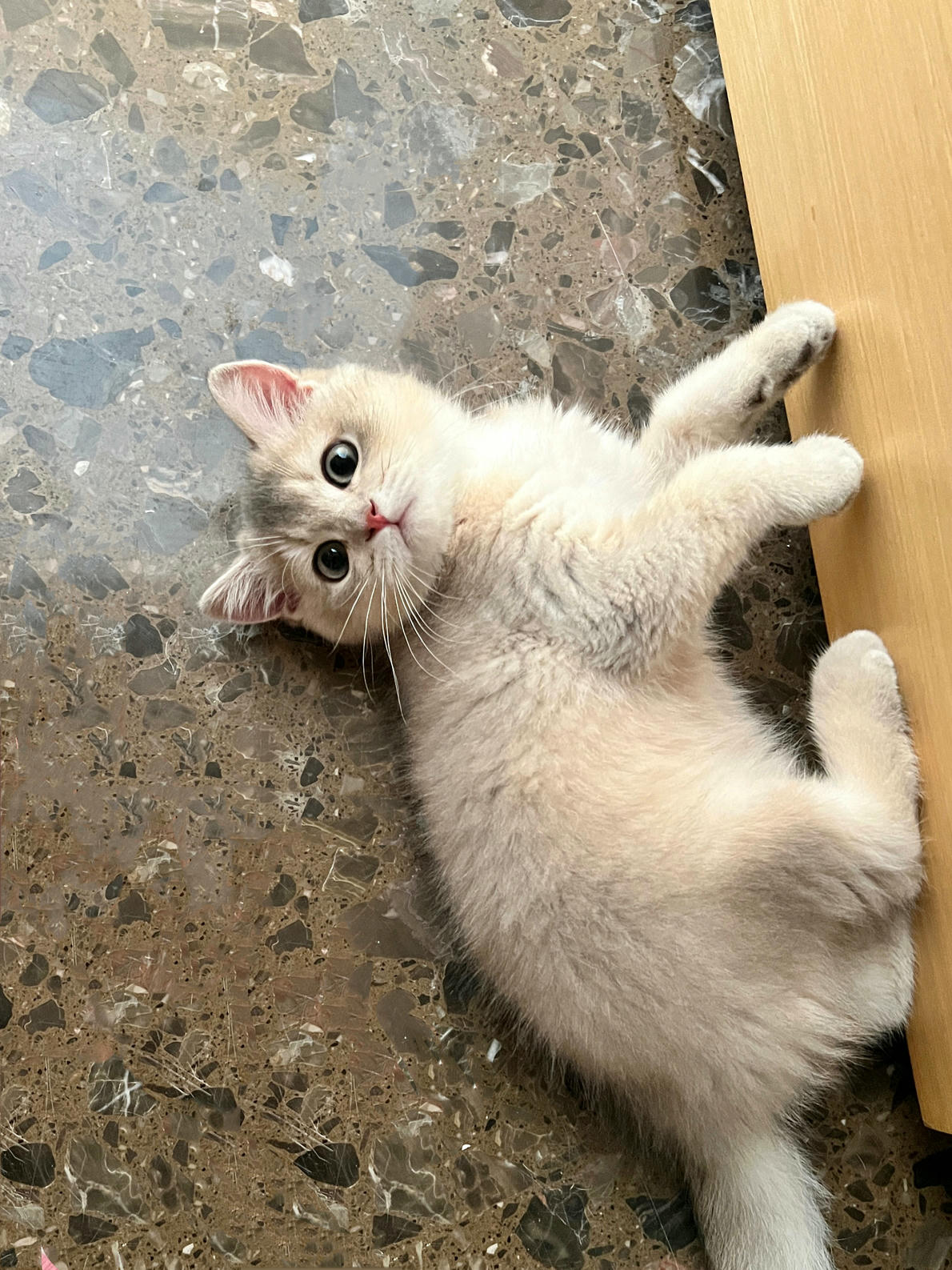 眼酱大魔王w NO.048 [Fantia] 04-08月合集 (17套) [90P8V-753MB]-2022-08-10 💋御姉感 [9P-56.52MB]_第1集