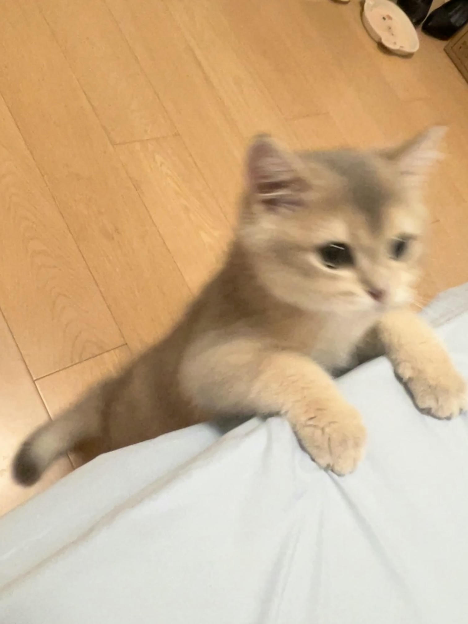 眼酱大魔王w NO.048 [Fantia] 04-08月合集 (17套) [90P8V-753MB]-2022-08-14 👠秘書婦警 [9P-65.92MB]_第1集