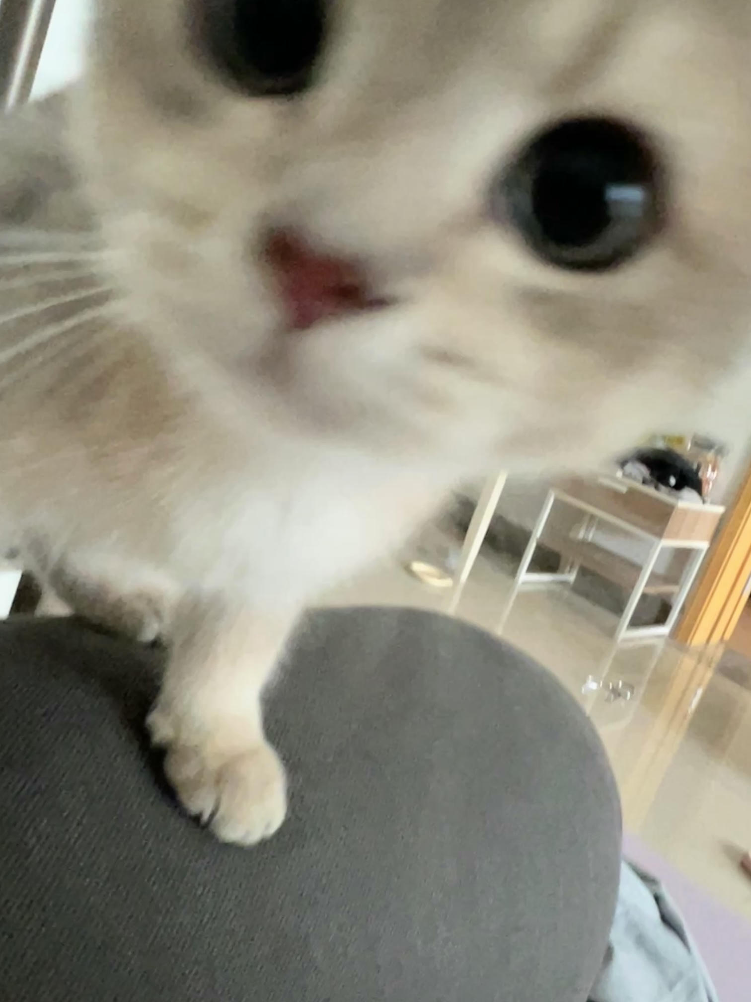 眼酱大魔王w NO.048 [Fantia] 04-08月合集 (17套) [90P8V-753MB]-2022-08-19 夏🍉 [9P2V-81.95MB]_第1集