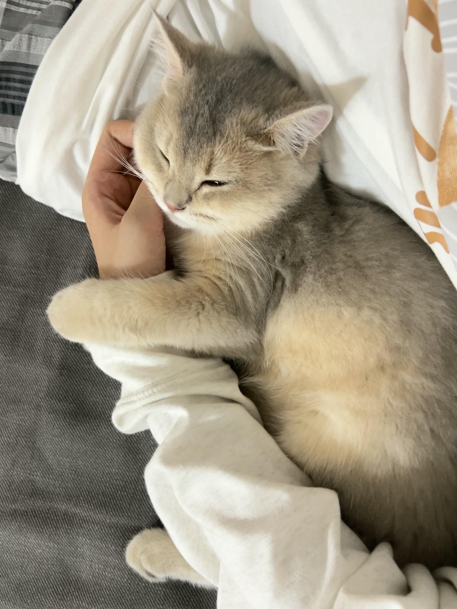 眼酱大魔王w NO.048 [Fantia] 04-08月合集 (17套) [90P8V-753MB]-2022-08-19 夏🍉 [9P2V-81.95MB]_第1集