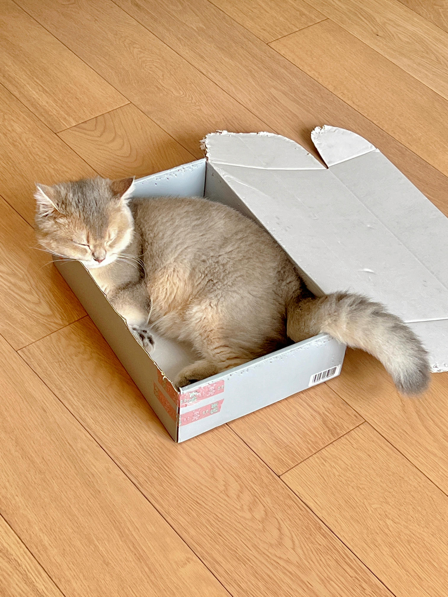 眼酱大魔王w NO.050 22年09月fantia会员合集（6期）[50P-446MB]-2022-09-05运动感🏌🏻 ♀️_第1集