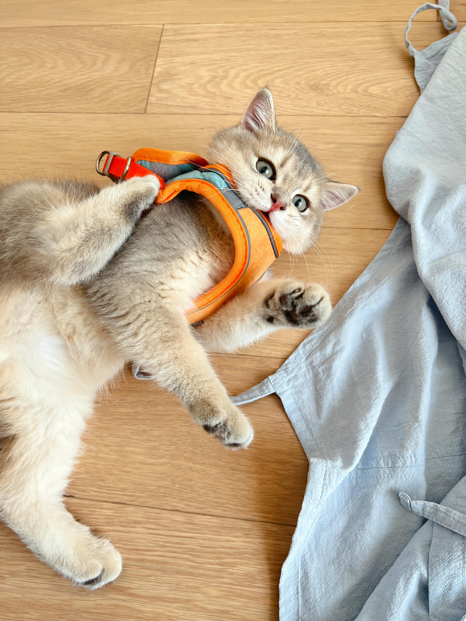 眼酱大魔王w NO.050 22年09月fantia会员合集（6期）[50P-446MB]-2022-09-05运动感🏌🏻 ♀️_第1集