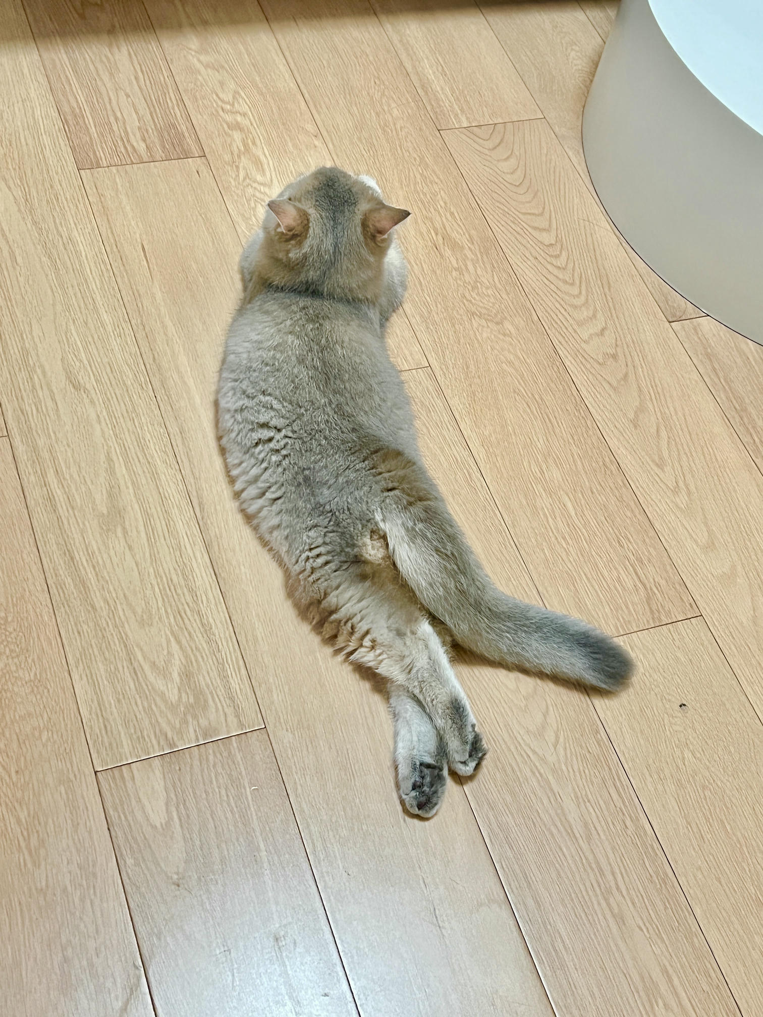 眼酱大魔王w NO.050 22年09月fantia会员合集（6期）[50P-446MB]-2022-09-10紧身衣👣_第1集