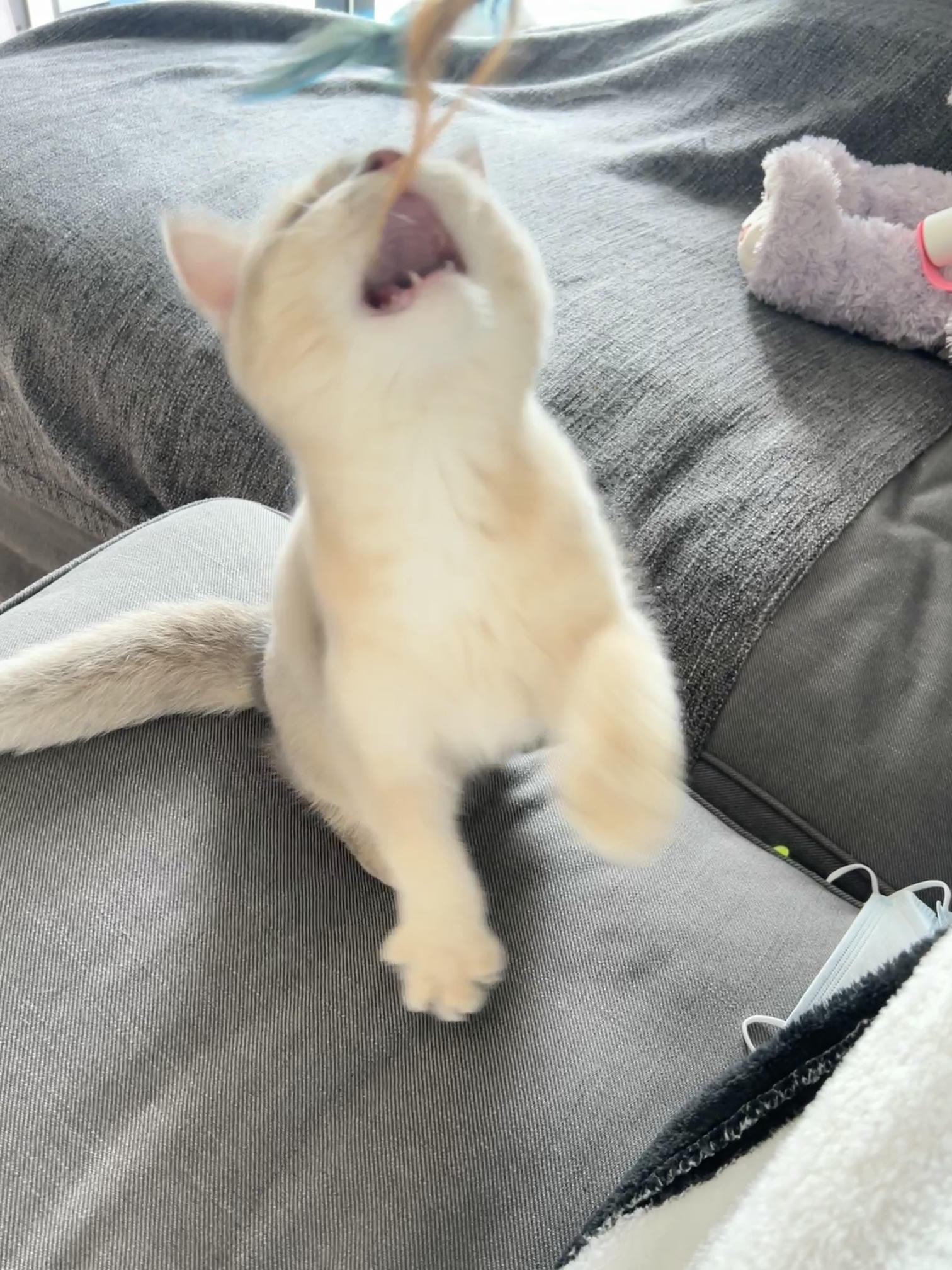 眼酱大魔王w NO.050 22年09月fantia会员合集（6期）[50P-446MB]-2022-09-10紧身衣👣_第1集