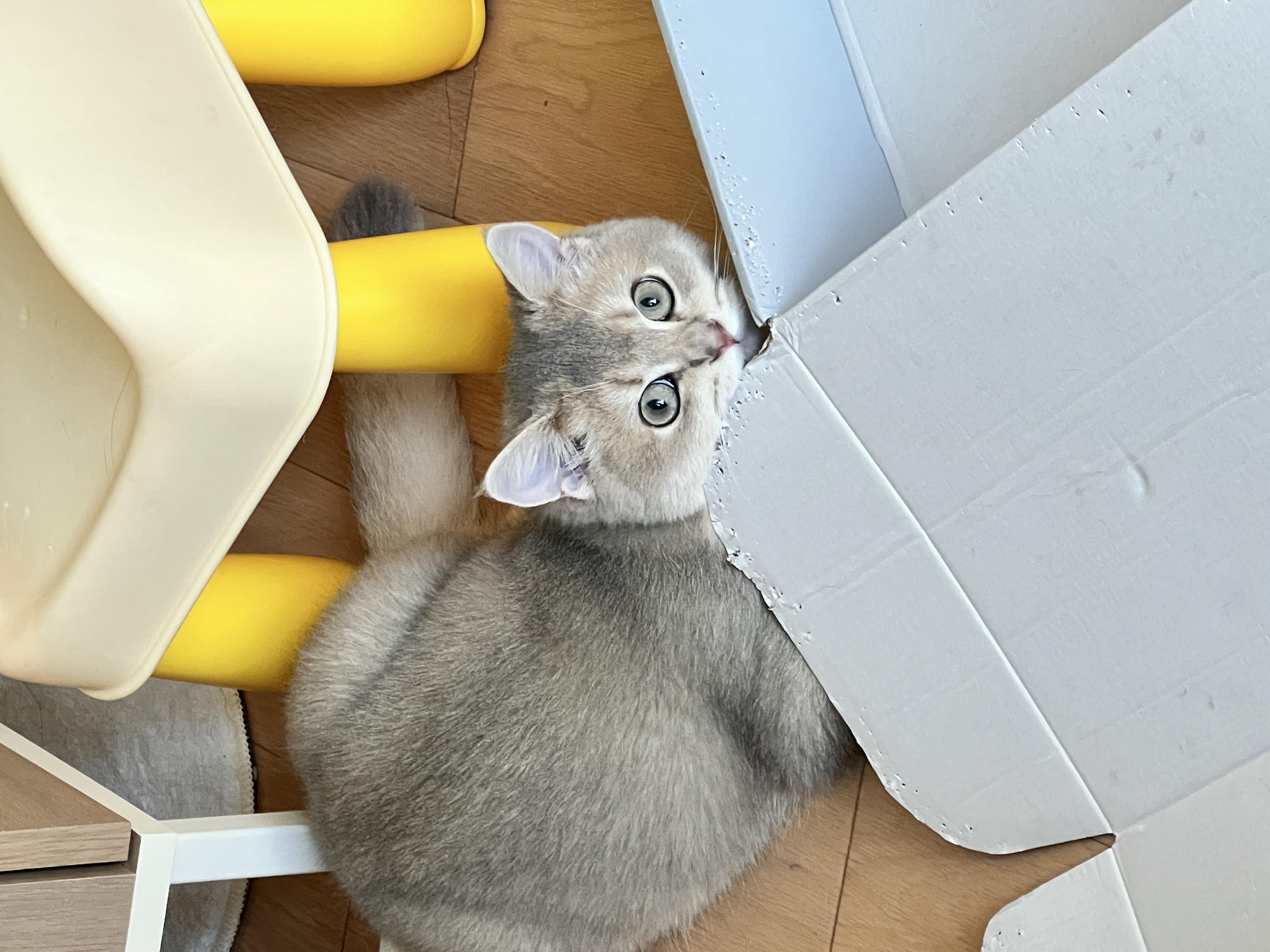 眼酱大魔王w NO.050 22年09月fantia会员合集（6期）[50P-446MB]-2022-09-10紧身衣👣_第1集