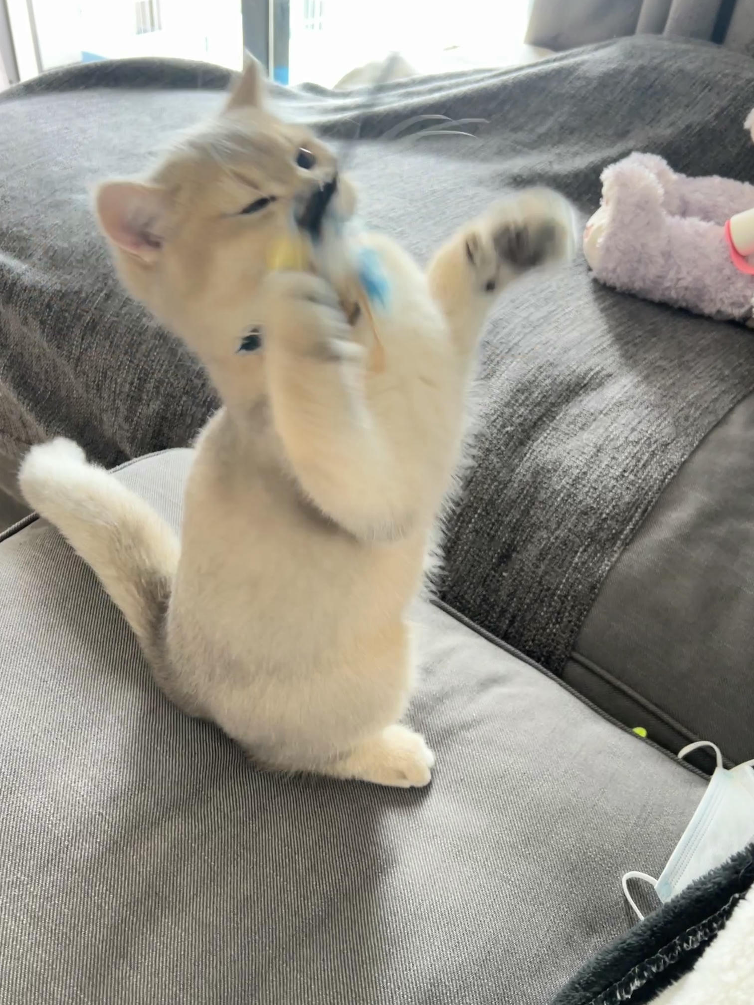 眼酱大魔王w NO.050 22年09月fantia会员合集（6期）[50P-446MB]-2022-09-10紧身衣👣_第1集