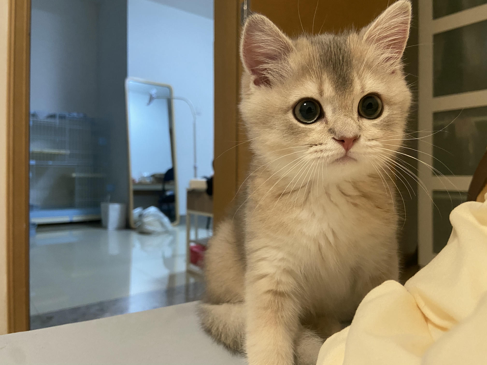 眼酱大魔王w NO.050 22年09月fantia会员合集（6期）[50P-446MB]-2022-09-10紧身衣👣_第1集