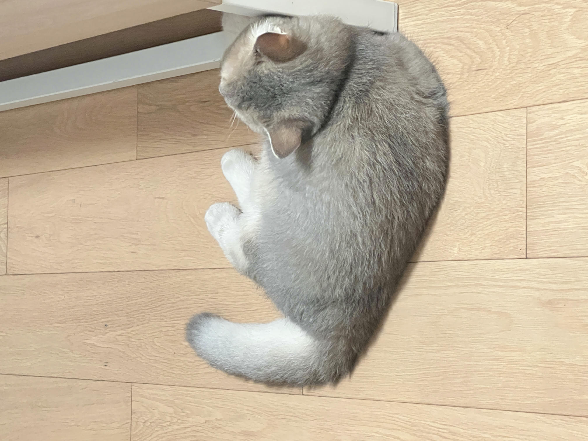 眼酱大魔王w NO.050 22年09月fantia会员合集（6期）[50P-446MB]-2022-09-15闻到好姐姐_第1集