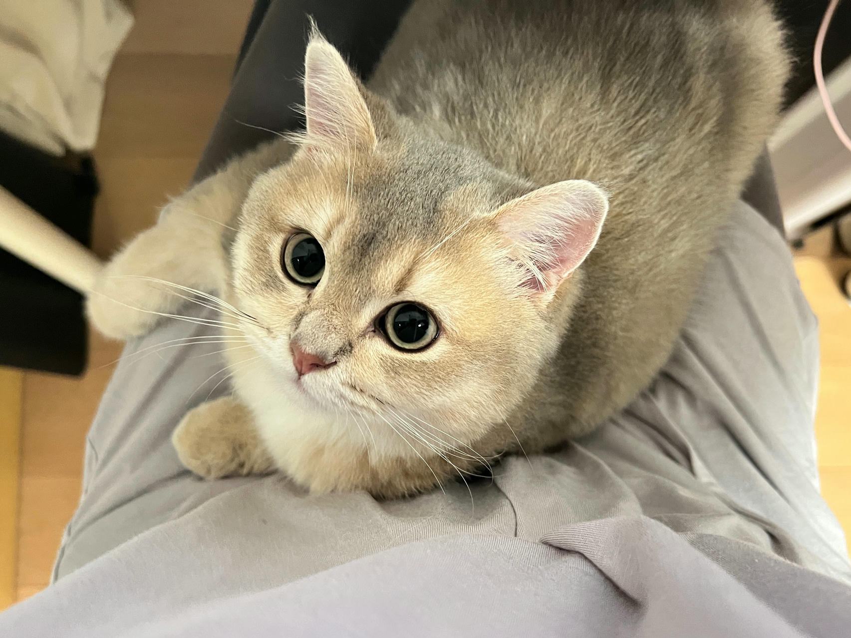 眼酱大魔王w NO.050 22年09月fantia会员合集（6期）[50P-446MB]-2022-09-15闻到好姐姐_第1集