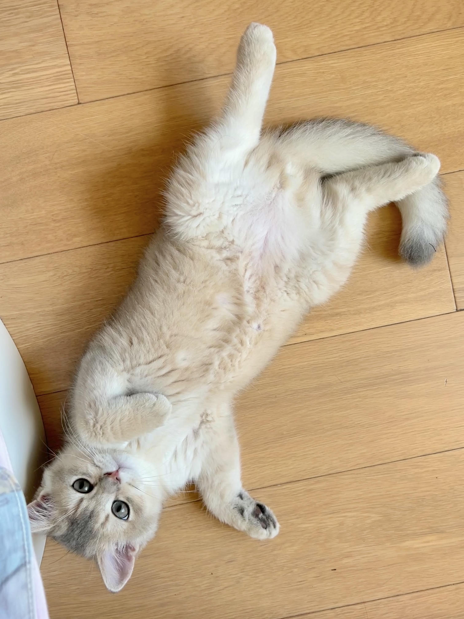 眼酱大魔王w NO.050 22年09月fantia会员合集（6期）[50P-446MB]-2022-09-24制服大鳳♡Part 2_第1集