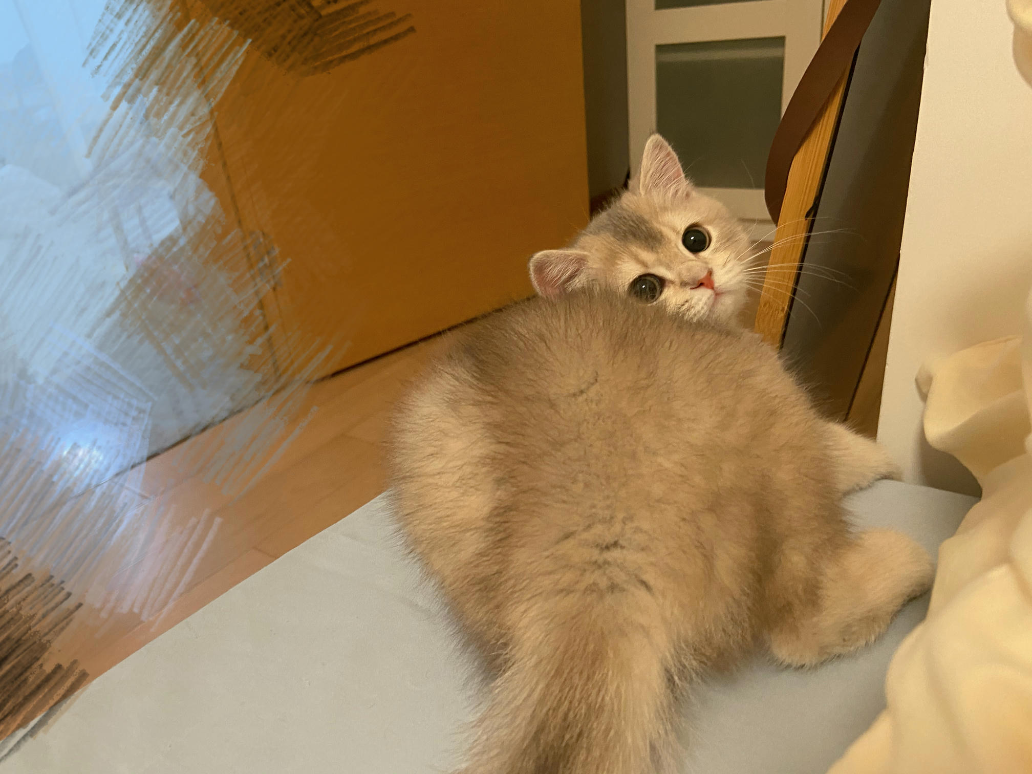 眼酱大魔王w NO.050 22年09月fantia会员合集（6期）[50P-446MB]-2022-09-30谢谢你💪🏻九月_第1集