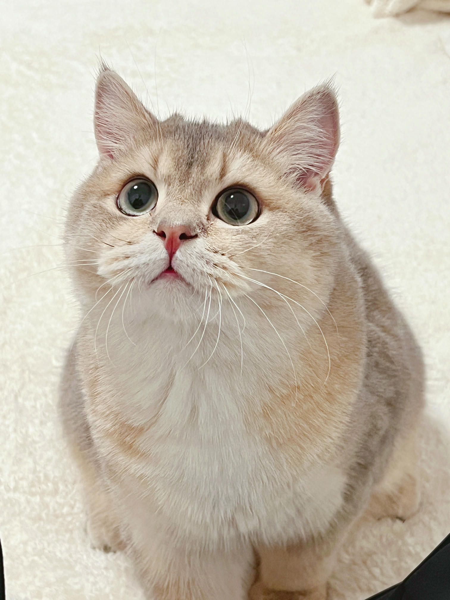 眼酱大魔王w NO.051 2022年11月合集 (6套) [41P 3V 404MB]-2022-11-05 赤い下着のお姉さん💕 [7P]_第1集