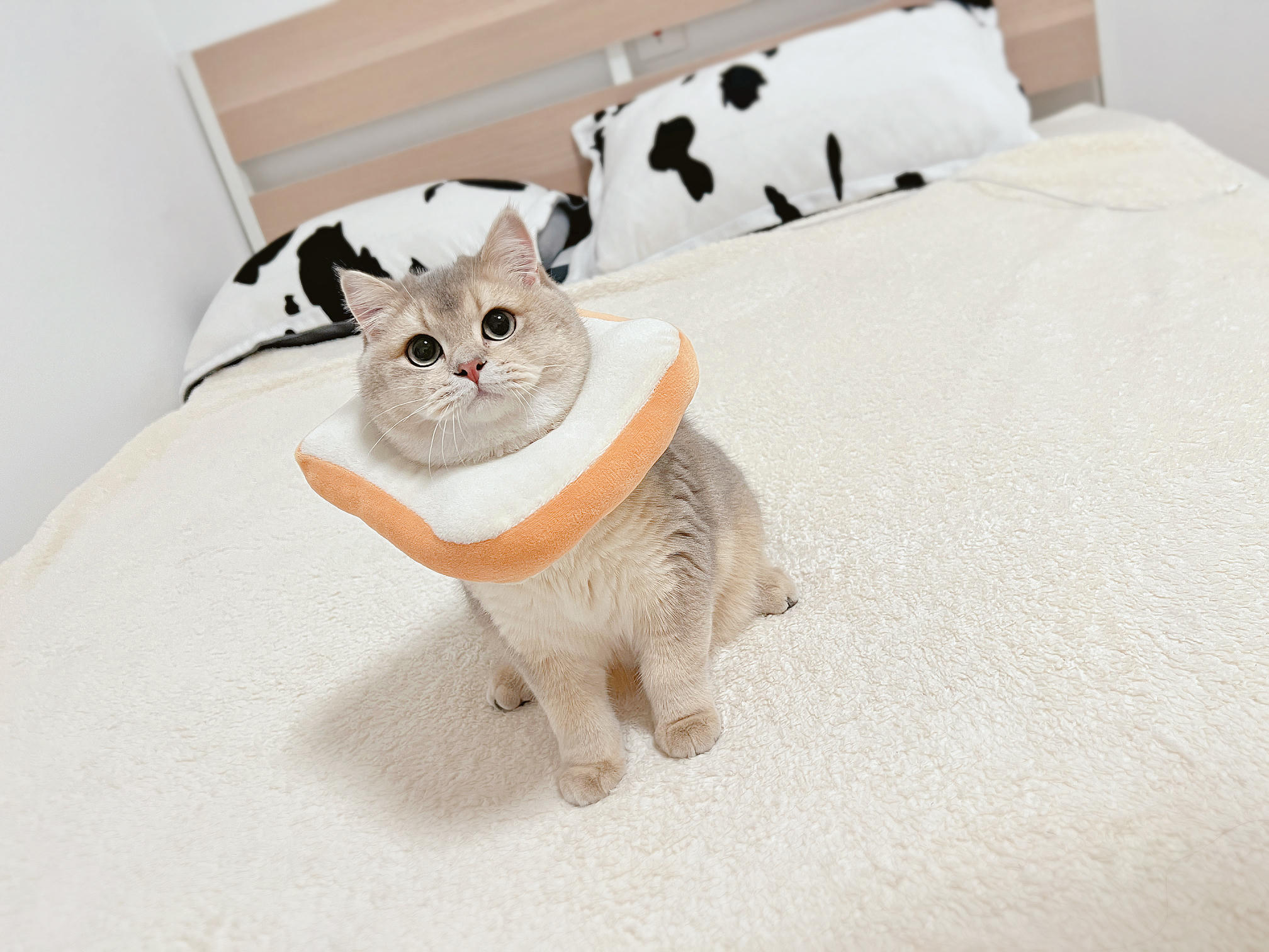 眼酱大魔王w NO.051 2022年11月合集 (6套) [41P 3V 404MB]-2022-11-09 動画 保健室の校医先生👩🏻 ⚕️ [7P 1V]_第1集