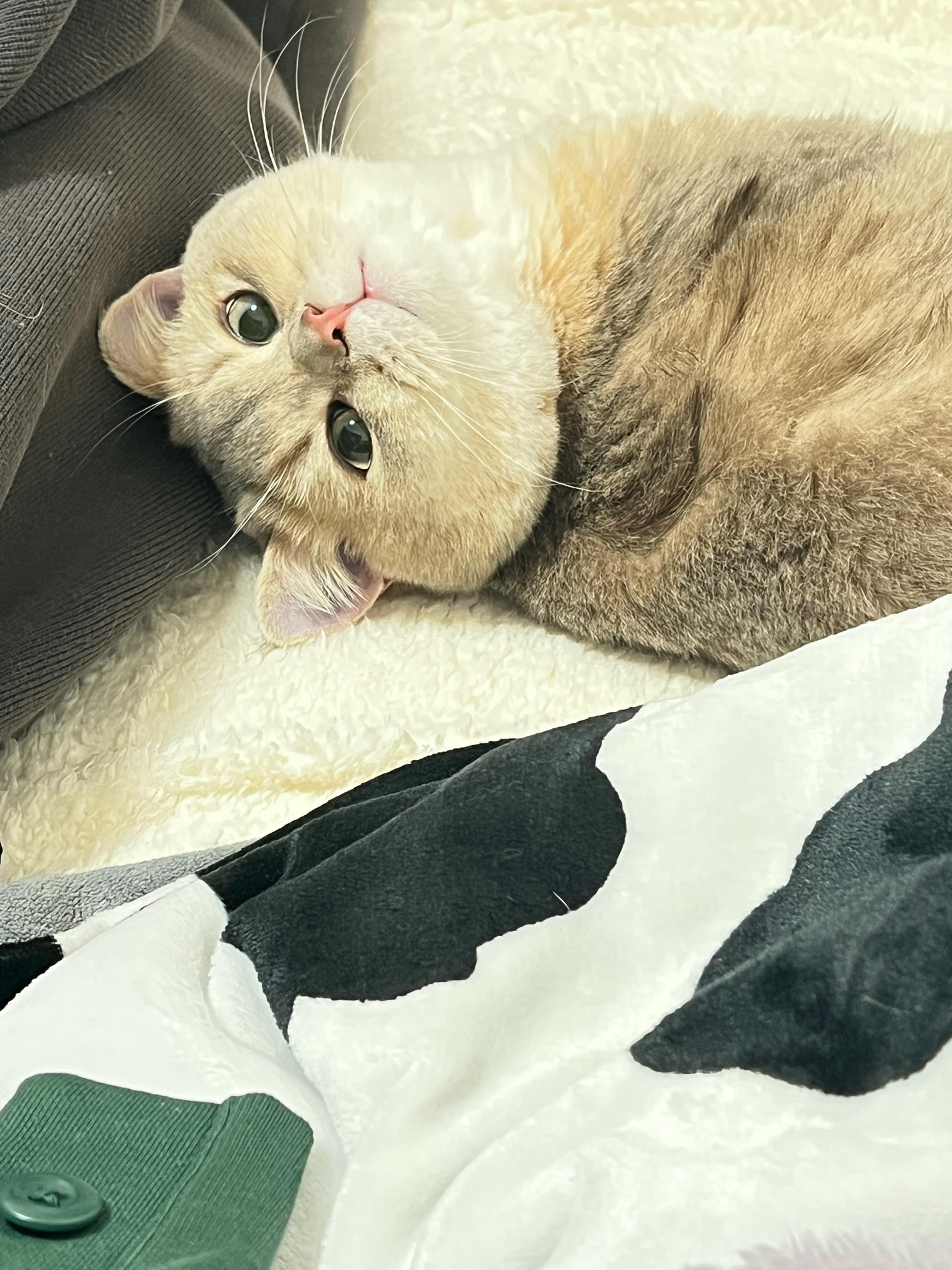 眼酱大魔王w NO.051 2022年11月合集 (6套) [41P 3V 404MB]-2022-11-20  neko 🐾 [8P]_第1集