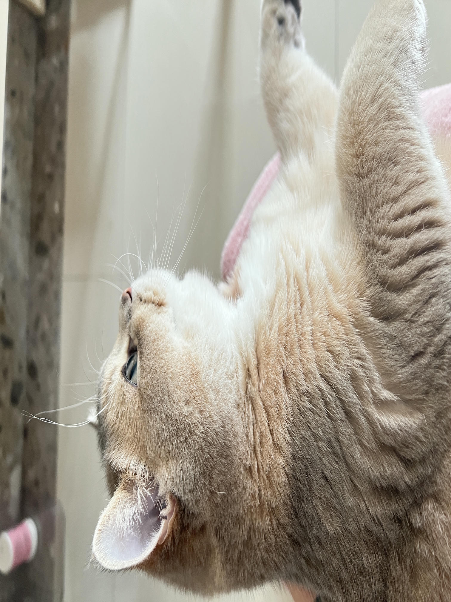 眼酱大魔王w NO.051 2022年11月合集 (6套) [41P 3V 404MB]-2022-11-20  neko 🐾 [8P]_第1集