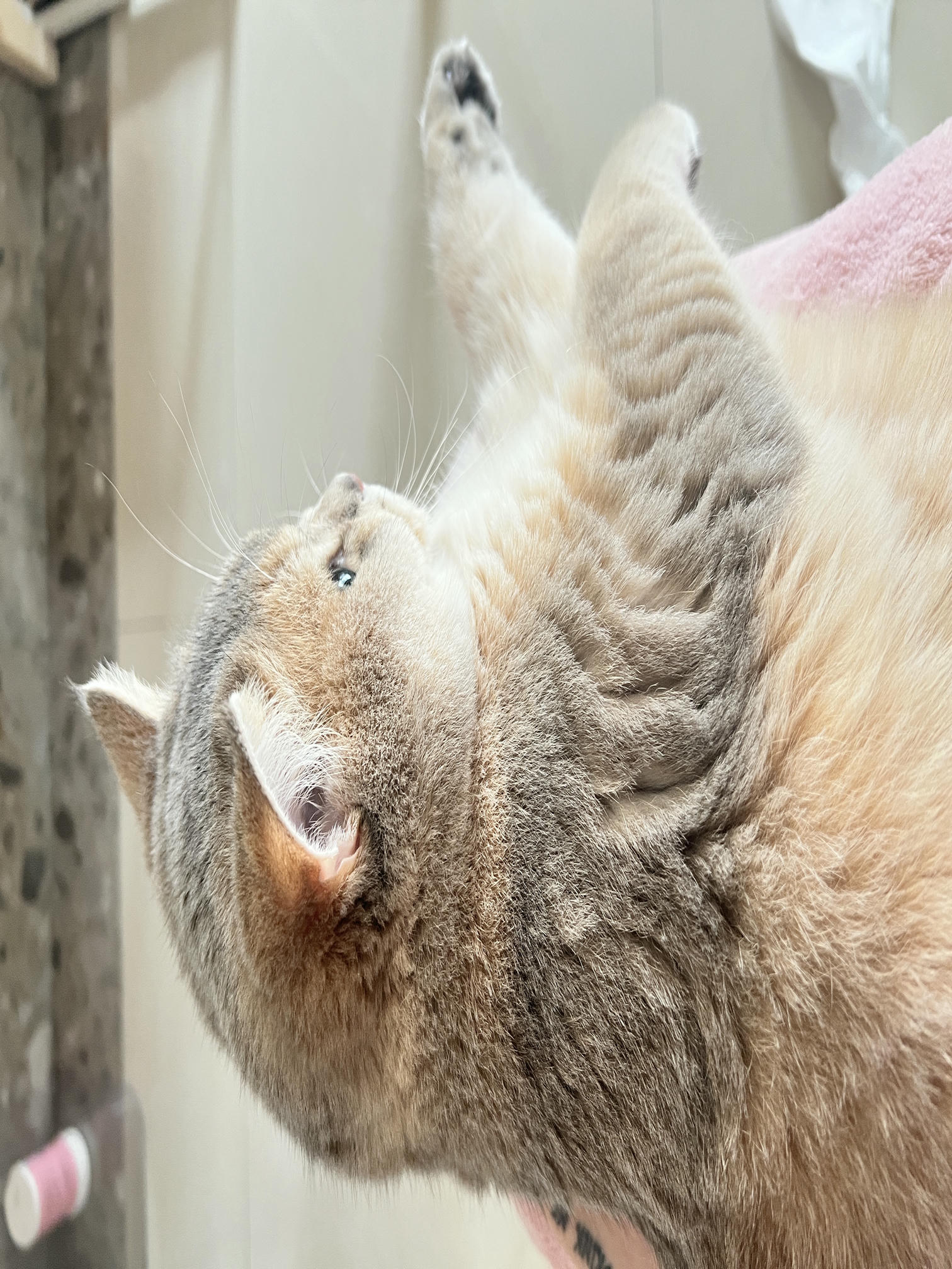 眼酱大魔王w NO.051 2022年11月合集 (6套) [41P 3V 404MB]-2022-11-20  neko 🐾 [8P]_第1集