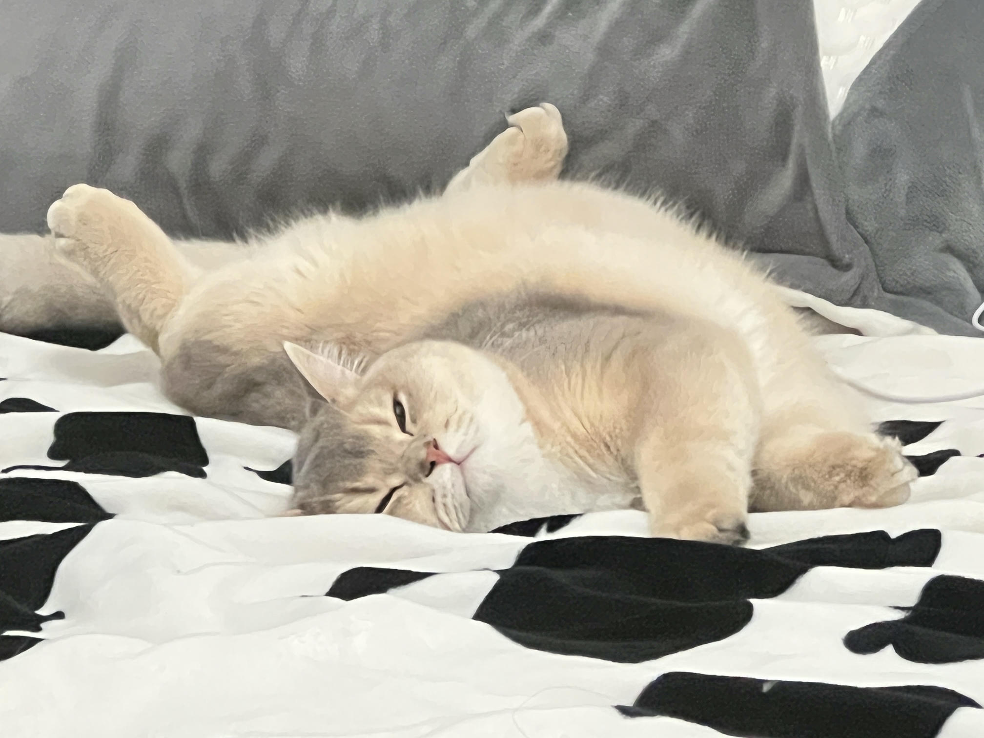 眼酱大魔王w NO.051 2022年11月合集 (6套) [41P 3V 404MB]-2022-11-26 おとなしい子 [8P]_第1集