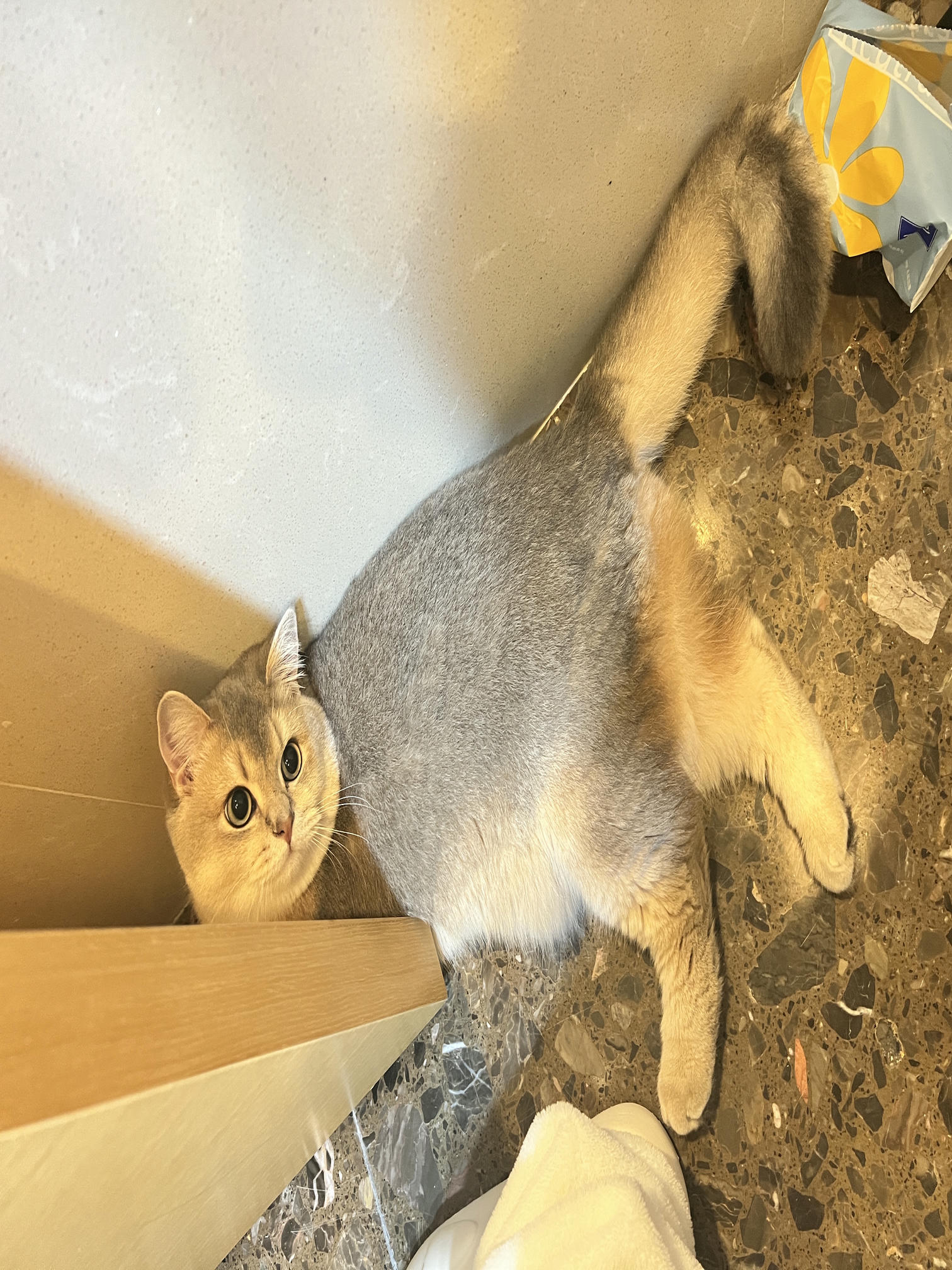 眼酱大魔王w NO.051 2022年11月合集 (6套) [41P 3V 404MB]-2022-11-26 おとなしい子 [8P]_第1集