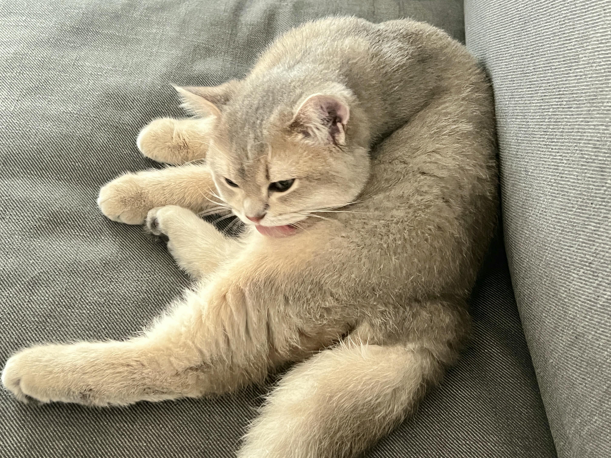 眼酱大魔王w NO.051 2022年11月合集 (6套) [41P 3V 404MB]-2022-11-26 おとなしい子 [8P]_第1集