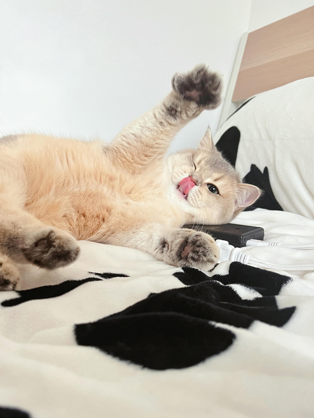 眼酱大魔王w NO.051 2022年11月合集 (6套) [41P 3V 404MB]-2022-11-30 11月ありがとうございました♡ [5P]_第1集