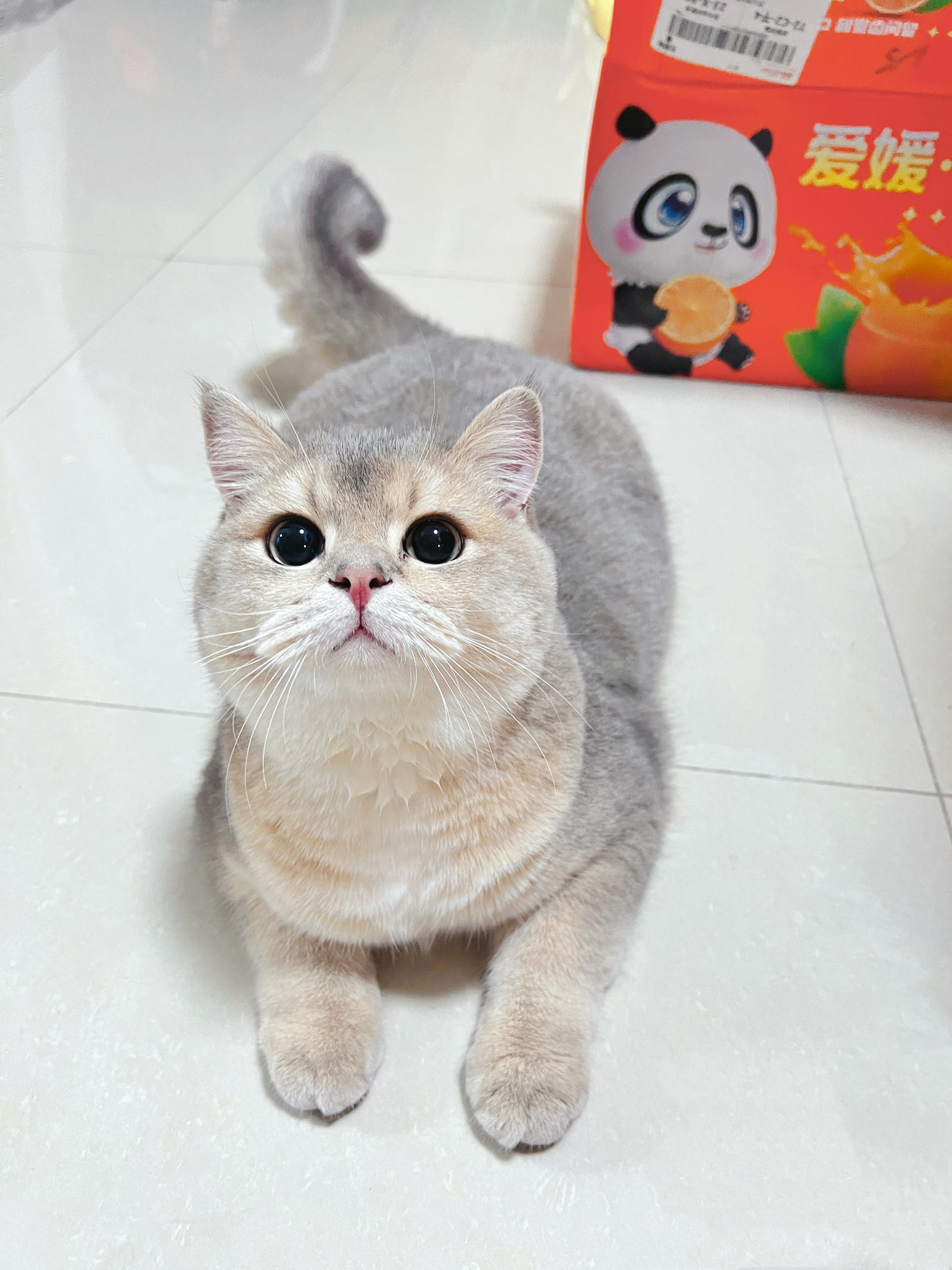 眼酱大魔王w NO.051 2022年11月合集 (6套) [41P 3V 404MB]-2022-11-30 11月ありがとうございました♡ [5P]_第1集