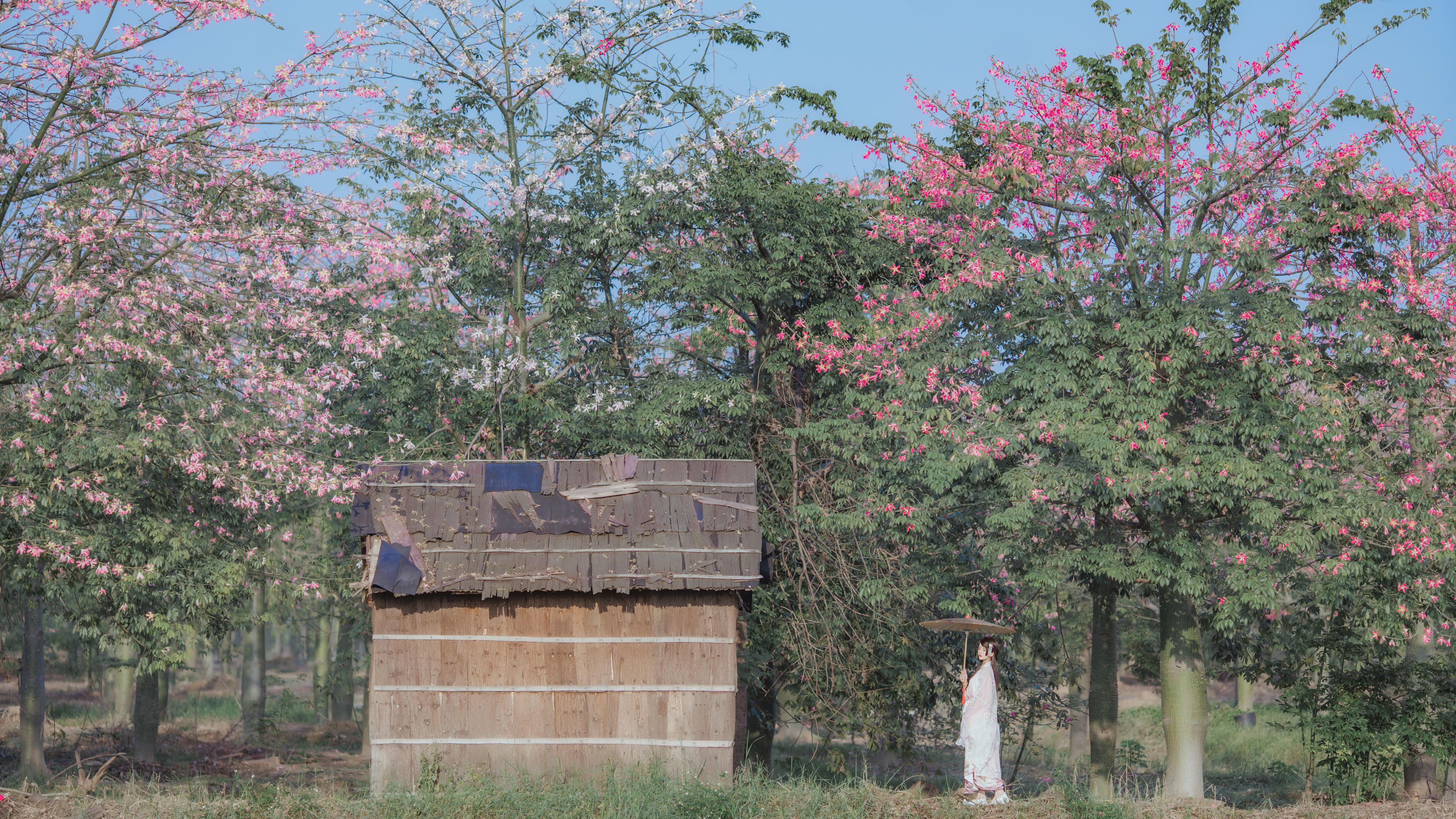 桜桃喵 NO.101 温柔 [53P-0.97GB]-桃花_第1集